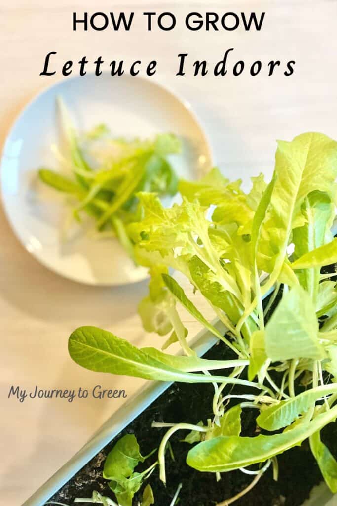 How to grow lettuce indoors all year round