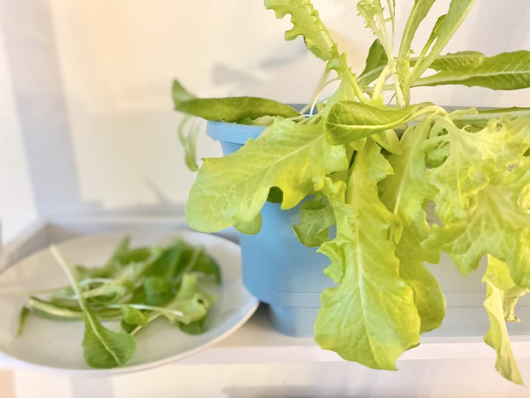 How To Grow Lettuce Indoors All Year Round